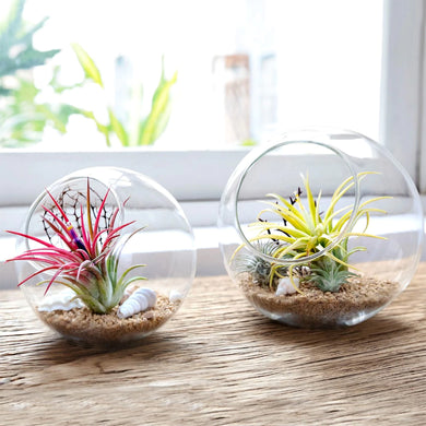 2TRIDENTS 2 Pcs Plant Terrarium Display Glass Tabletop - Glass Planter for Succulent Plants, Tealight Candles, Indoor Outdoor House Decor