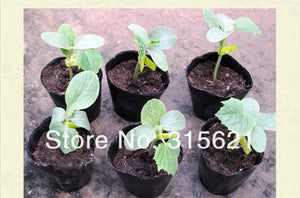 2TRIDENTS 100 pcs Nursery Pots - Seedling-Raising Pot - Transplanting Digging Mini Tools - Size 3.5 x 3.5 inches - Garden Supplies