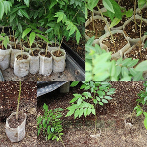 2TRIDENTS 200 Pcs Nursery Bags Plant Grow Bags - Environmental Non-Woven Fabrics - Home Garden Supply